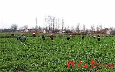 信阳市农业农村局:"四强化四确保"抓好疫情期间蔬菜保供